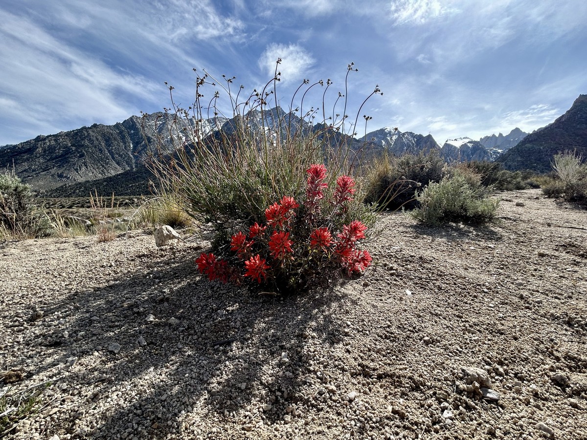 A landscape seen from ground level.  From the top. Patches of blue sky visible behind light clouds. A ribbon of steep jagged mountains runs across the horizon. The mountains are darkening with afternoon shadows, their flanks and summit snow fields still showing white. The lower half consists of desert scrubland, sparse plants giving thin cover on coarse rocky soil. In the center of the image a splash of red from a multi-stemmed, flowering plant. The plant is casting shadows on the ground as the lengthening light falls across the flowers. 