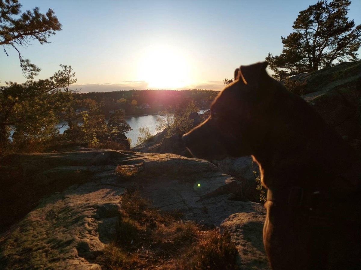 Photo of Zelda the dog looking focused but not in the beautiful sunset on the horizon.