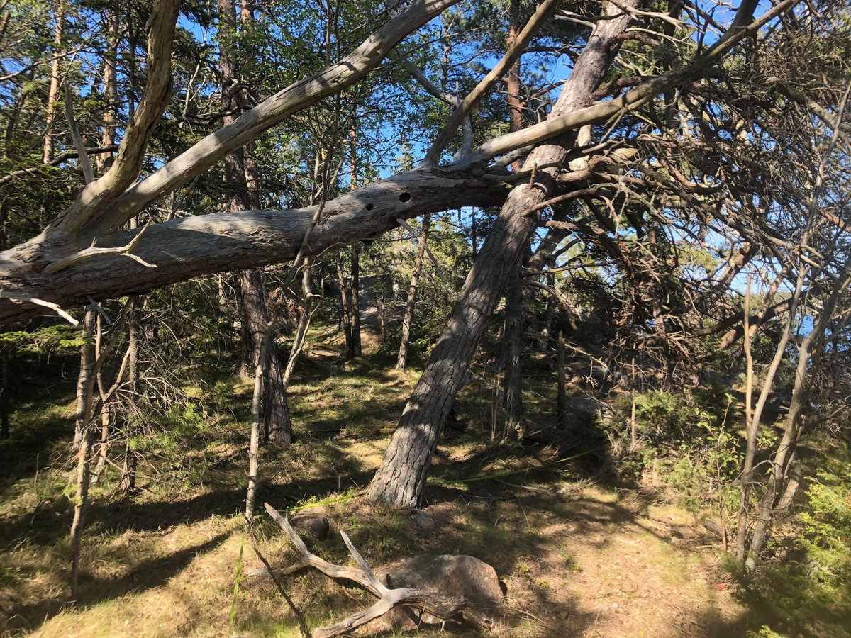 Photo of a fallen tree leaning on another tree out over a forrest footpath.