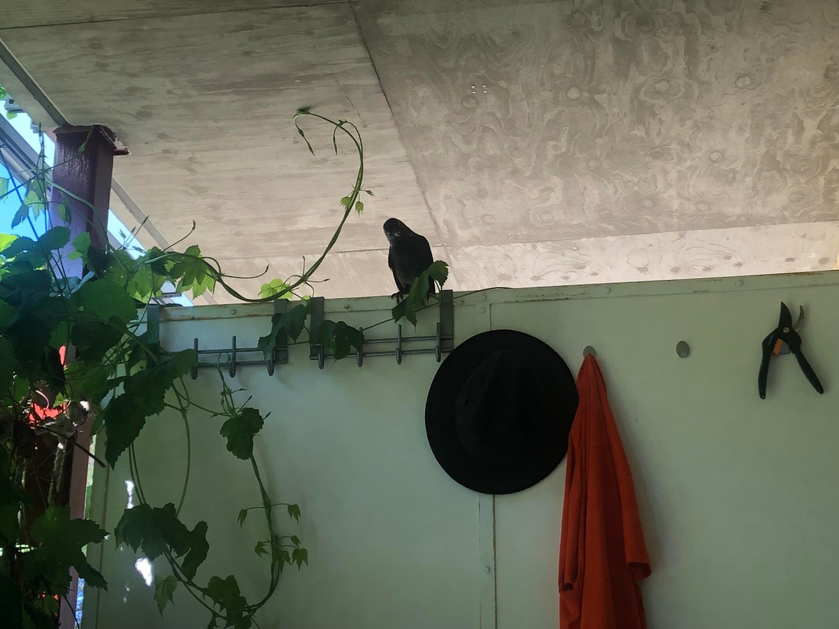 Photo of a young crow sitting on a ledge on my balcony looking down at me in a judgy way, and if I didn't get up and give it some food it would start screaming at me.