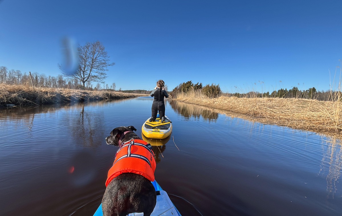 Photo from a paddle board on a small channel with a dog in a lifepreserver in front.
