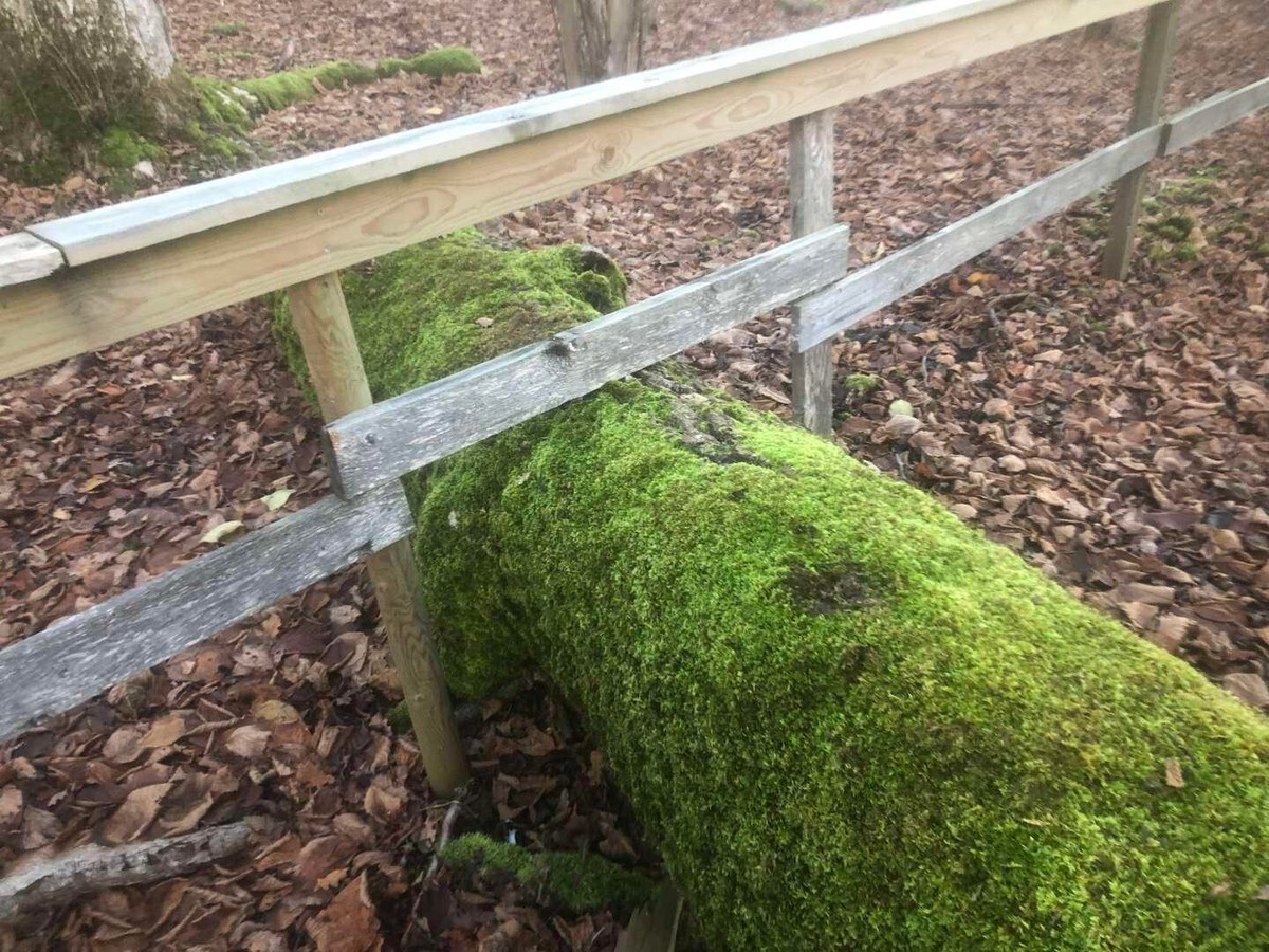 Photo of a fence intentionally built higher in one section to make room for a large, moss covered, fallen log to pass underneath.