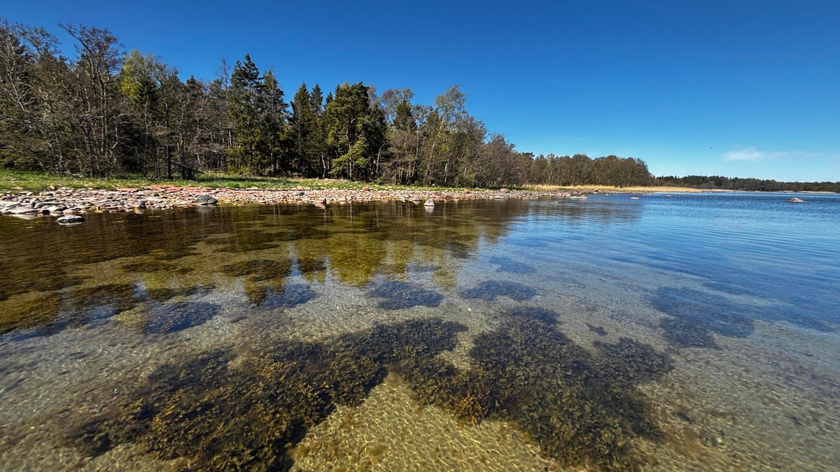 Photo from a paddleboard of super clear water and a sandy bottom with patches seaweed, a stony shore with a forest in the background.